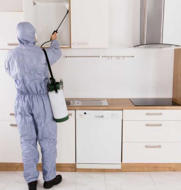 شركة رش حشرات في المدينة المنورة