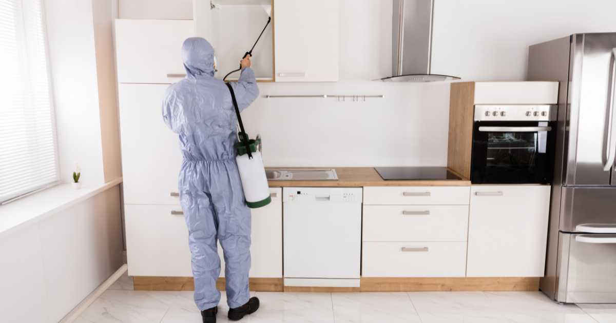 شركة رش حشرات في المدينة المنورة