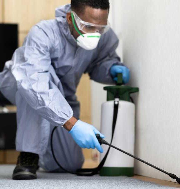 شركة رش حشرات في تبوك